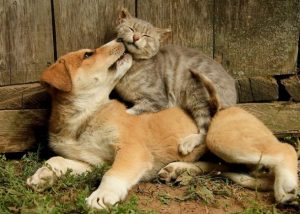 В Раменском округе продолжают бесплатную вакцинацию домашних животных