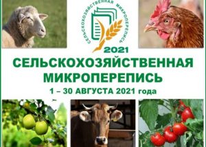 Наиболее активное участие в микропереписи приняли владельцы хозяйств в Раменском и Дмитровском городских округах