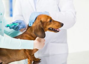 В Раменском округе отмечены случаи бешенства домашних животных