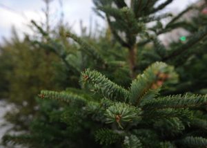 Елочные базары работают в Раменском округе