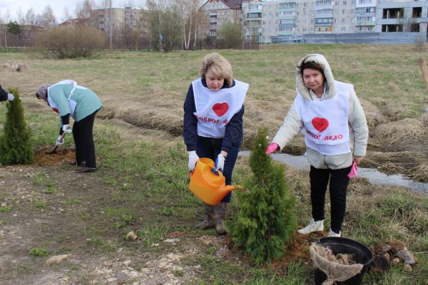 В ТУ Новохаритоновское в рамках акции «Лес Победы» высадили туи