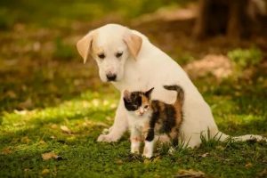 В Раменском с 18 по 30 мая выявлены животные с подозрением на бешенство