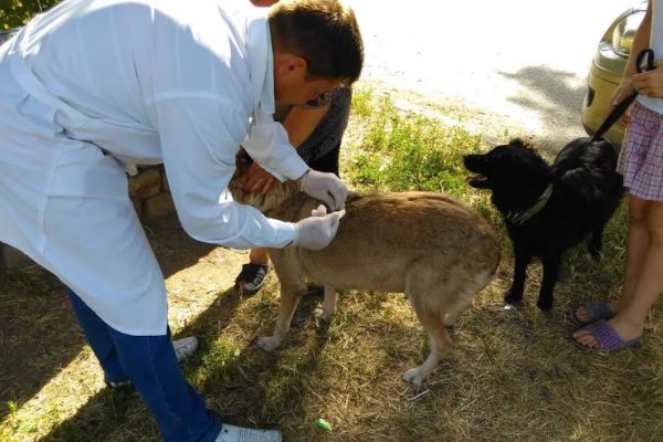 В Раменском округе продолжают бесплатную вакцинацию животных от бешенства