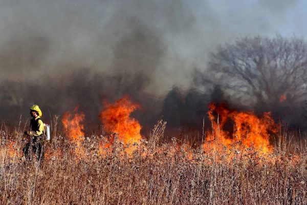 В Раменском округе потушили 6 лесных пожаров