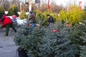 Ёлочные базары открываются в Раменском!