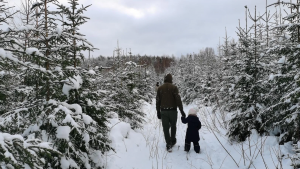 Раменчане смогут приобрести ель в областных питомниках