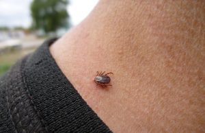 Роспотребнадзор напоминает: о значимости акарицидных обработок впреддверии сезона активности клещей.