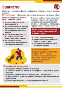 Роспотребнадзор о профилактике бешенства